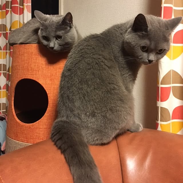 ikettenさんの実例写真