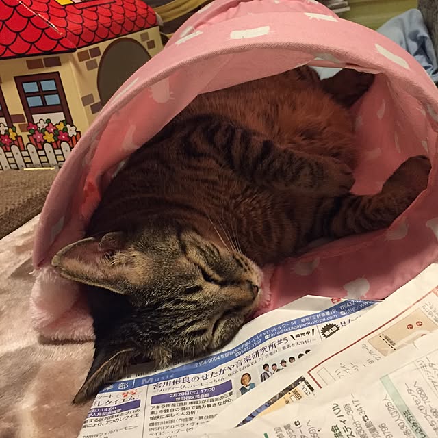 kijitoraさんの実例写真