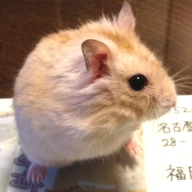 Hitomiさんの実例写真