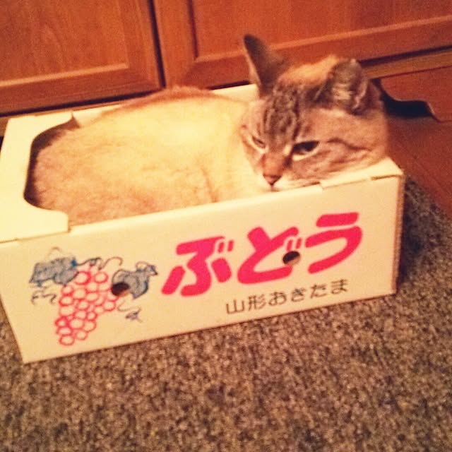 maiさんの実例写真