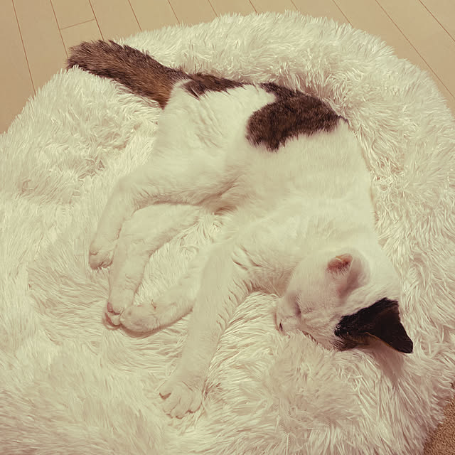 coedodecoさんの実例写真