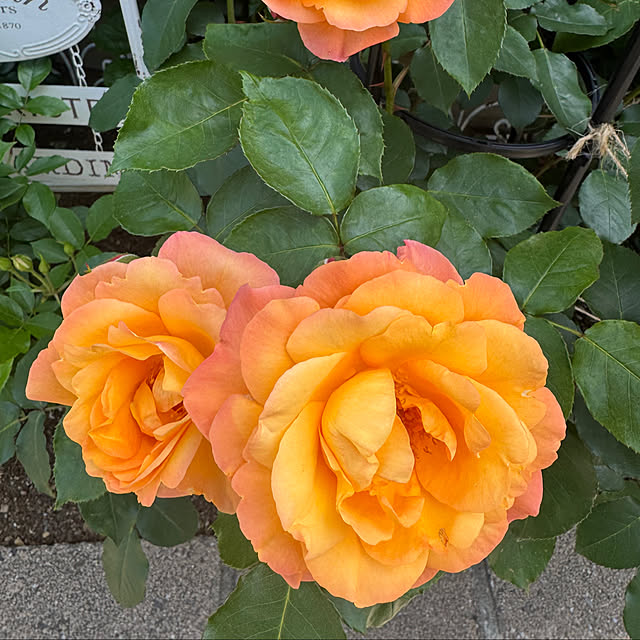 RoseLife5818さんの部屋