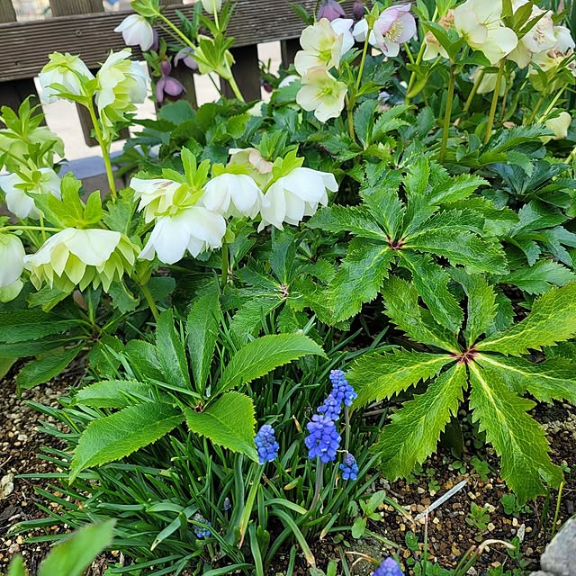 VIORAさんの実例写真