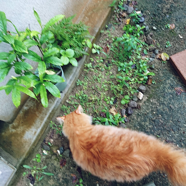 uchizukonyanさんの実例写真
