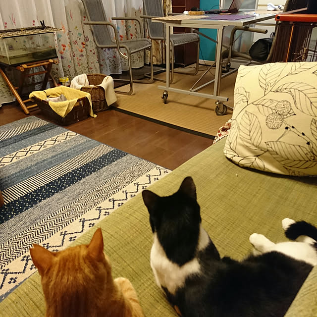 okyosan101さんの実例写真