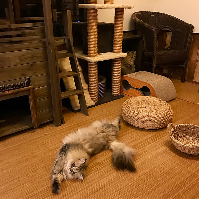 butachanさんの実例写真