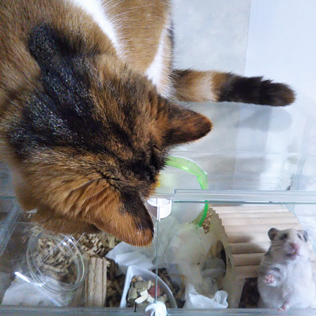 yukieさんの実例写真