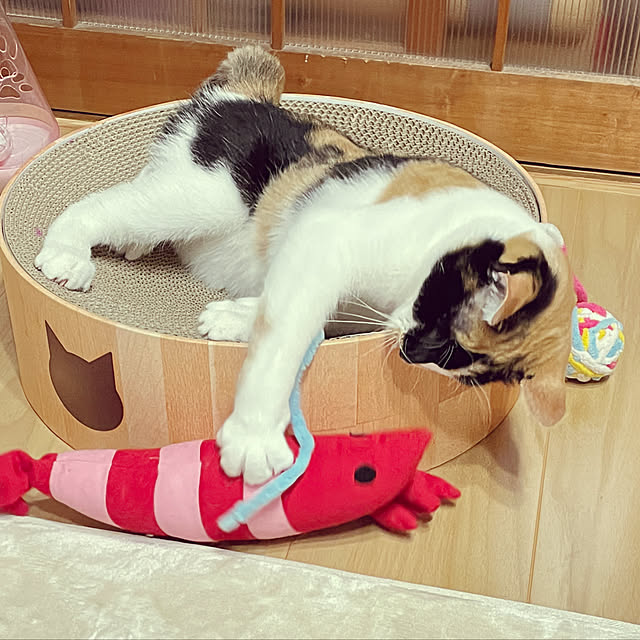 gussan96さんの実例写真
