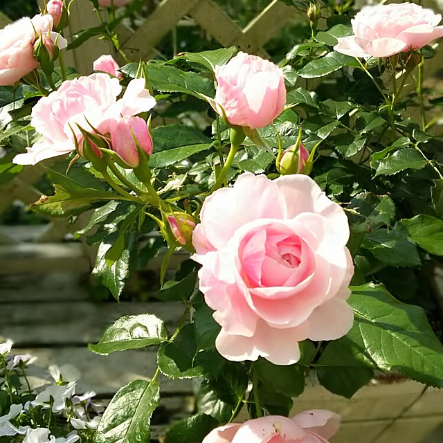 s.mamaさんの実例写真