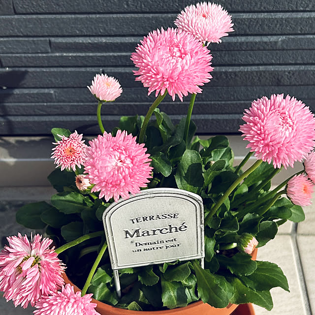 yukimidaifukuさんの部屋