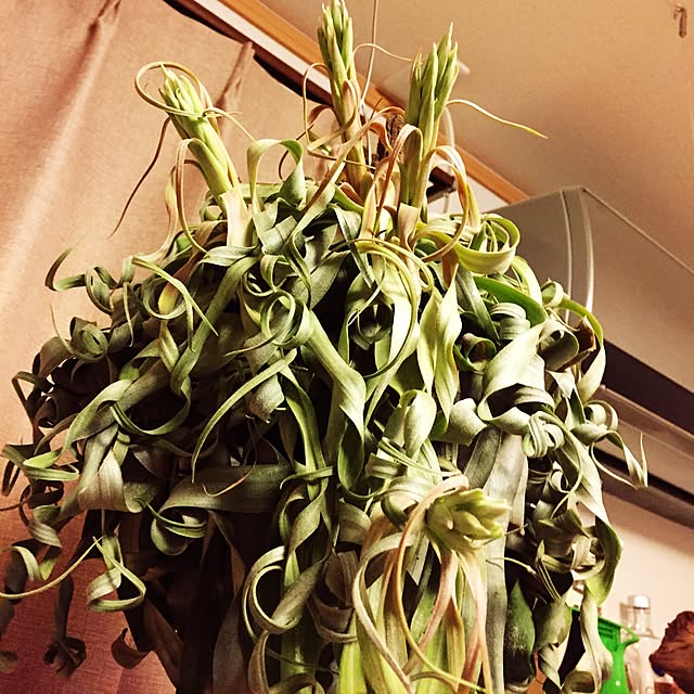 S-Tillandsiaさんの実例写真