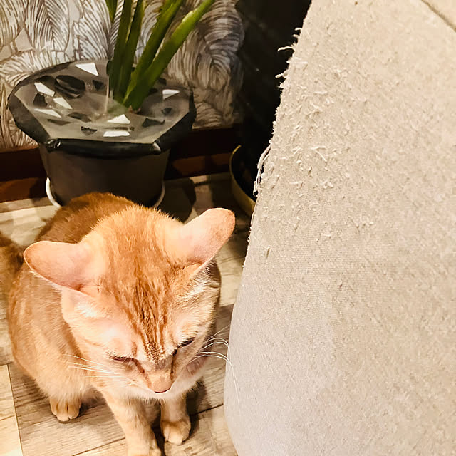 tomorinさんの部屋