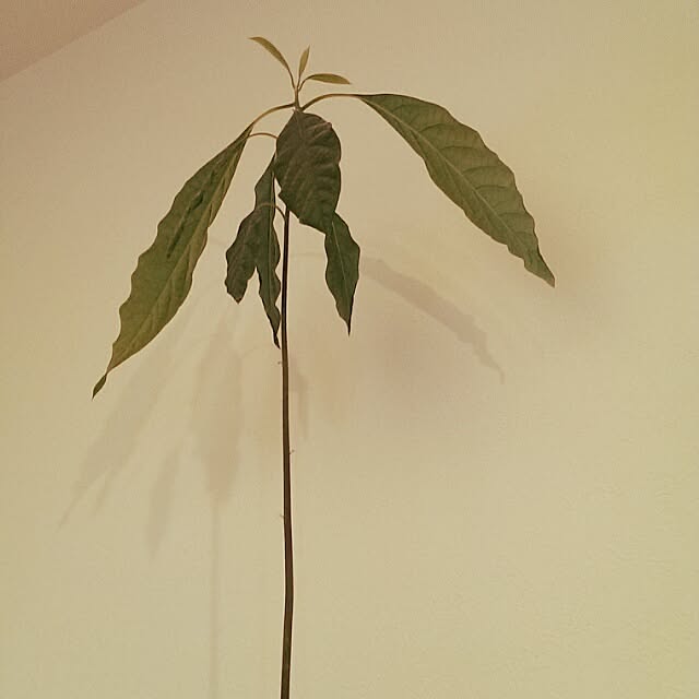 tokoberryさんの実例写真