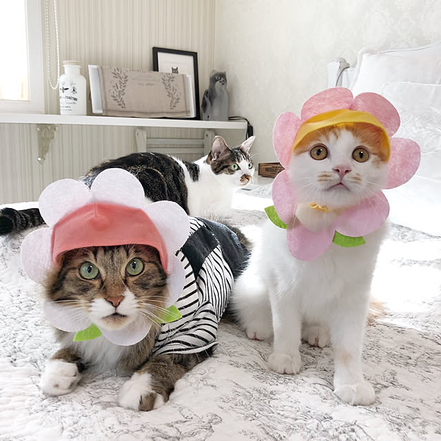 yuchiさんの実例写真