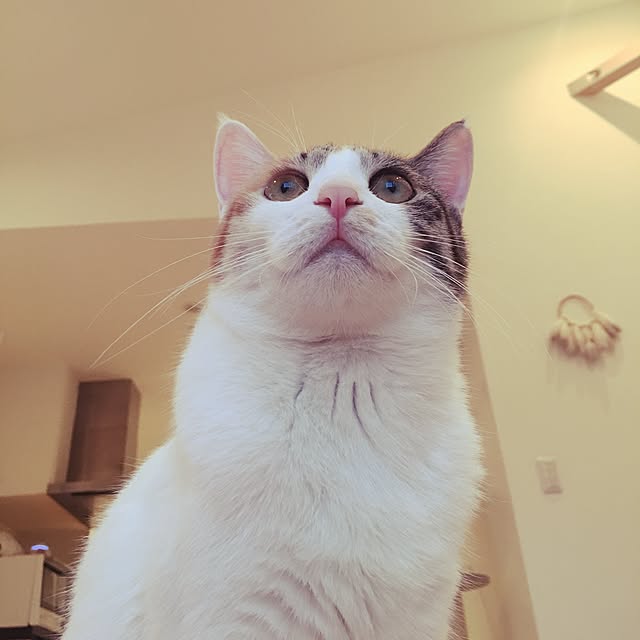 koumeさんの実例写真