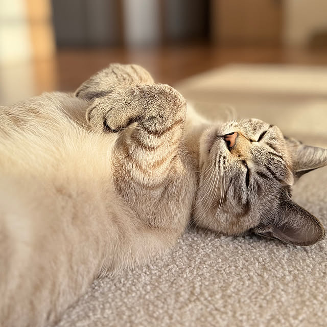 amさんの実例写真