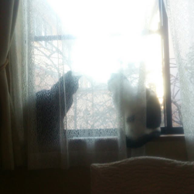 tomopさんの実例写真