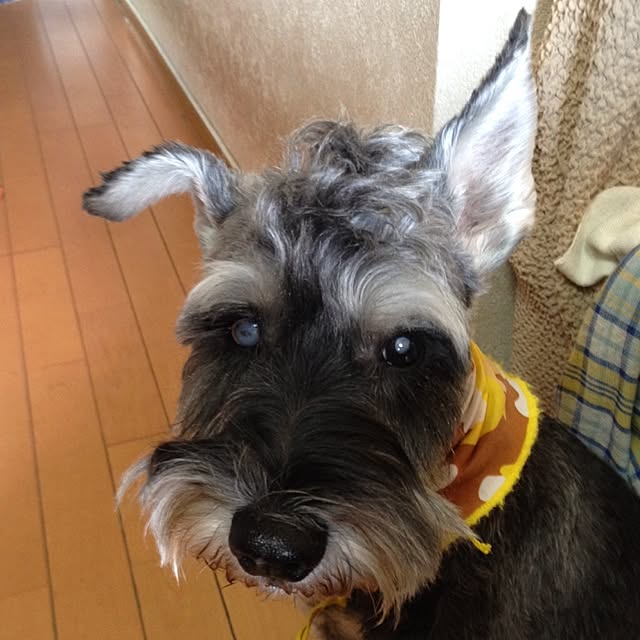 simple_blowbackさんの実例写真