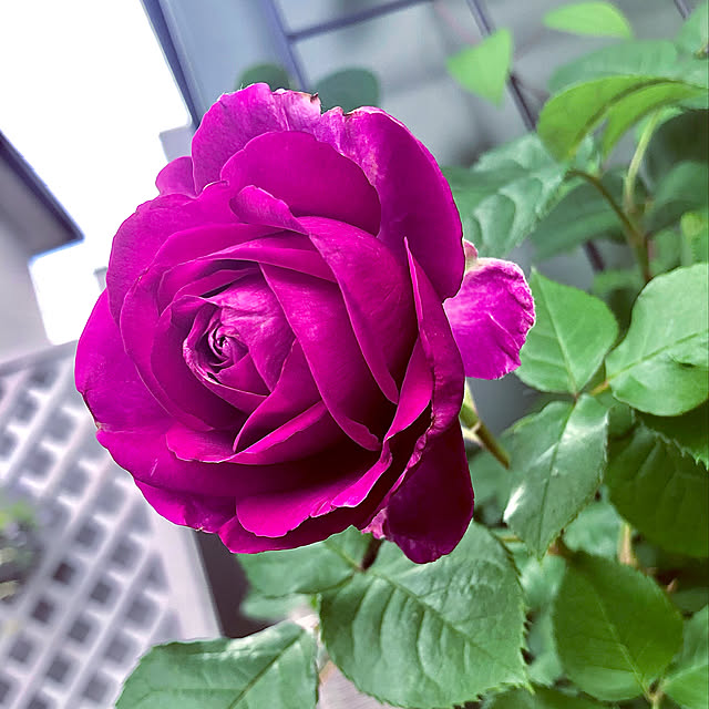 hinamamaさんの実例写真