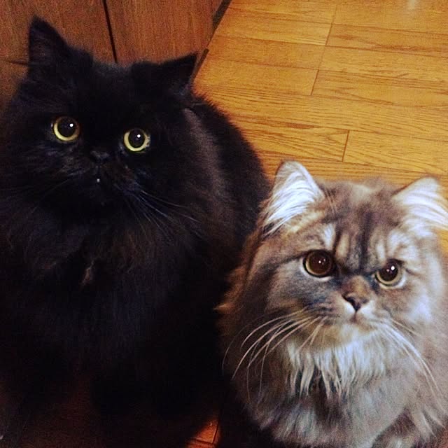 uni0609さんの実例写真