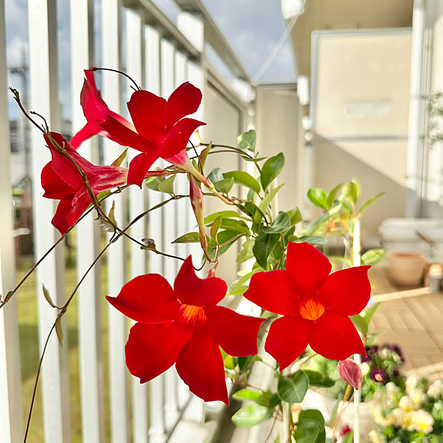 miyumiyuさんの部屋