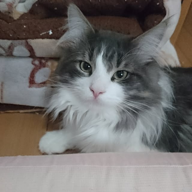 shinobuさんの実例写真
