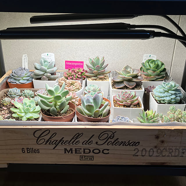 chobihigeさんの実例写真