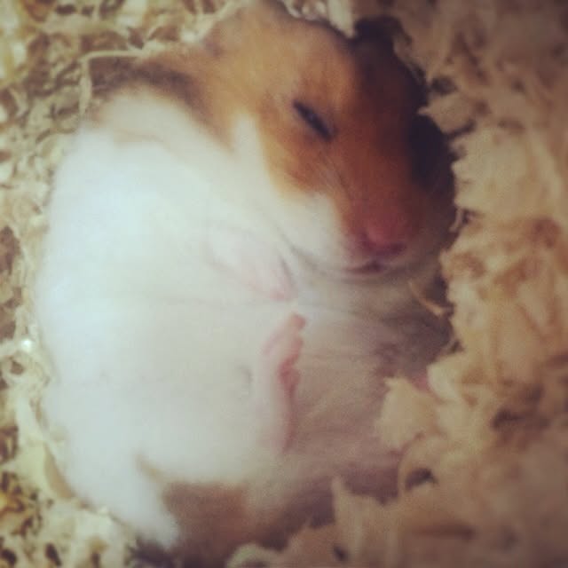 bichunosukeさんの実例写真