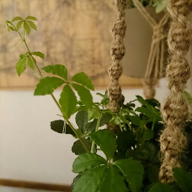 nicoco.さんの実例写真