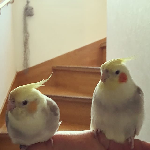 puriyuzuさんの実例写真