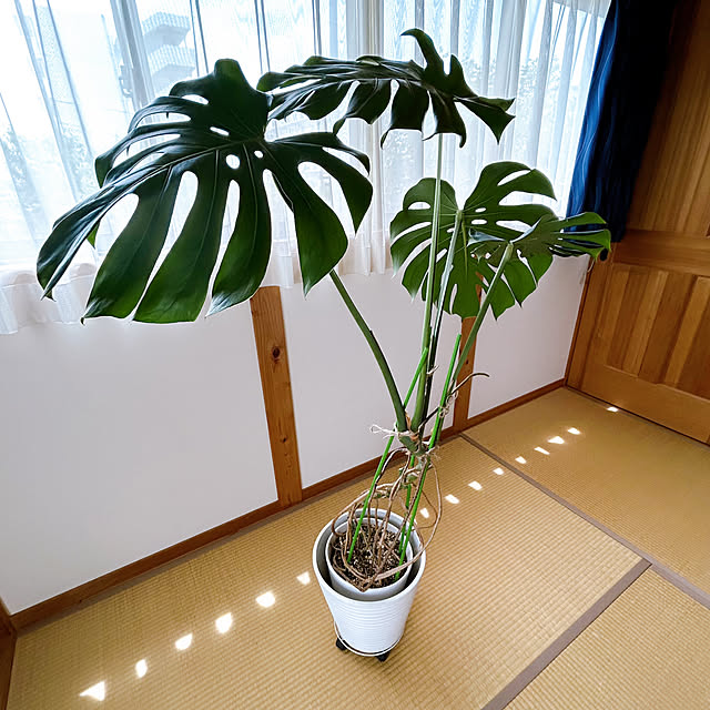 okadajapanさんの部屋