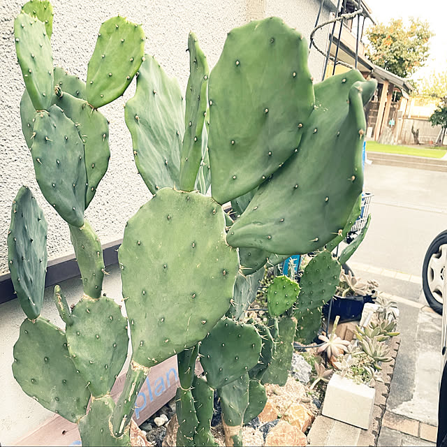 ciao0923さんの実例写真
