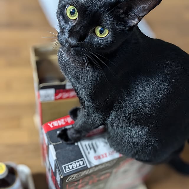 asaさんの実例写真
