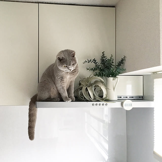 chulashihoさんの実例写真
