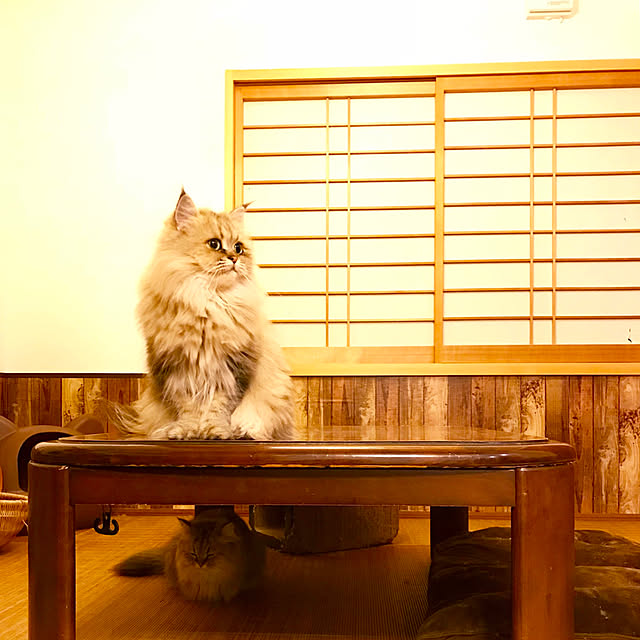 butachanさんの実例写真