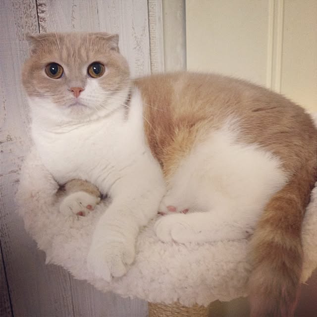 runtenさんの実例写真
