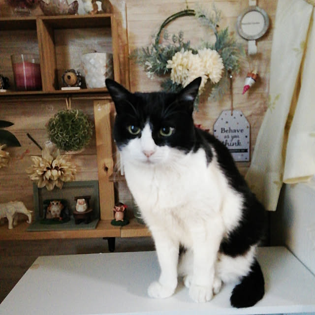Tomopさんの実例写真