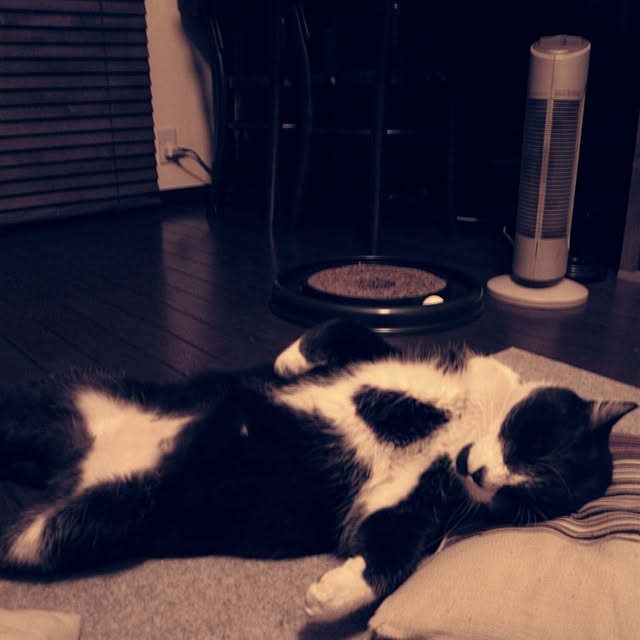 jnkaiさんの実例写真