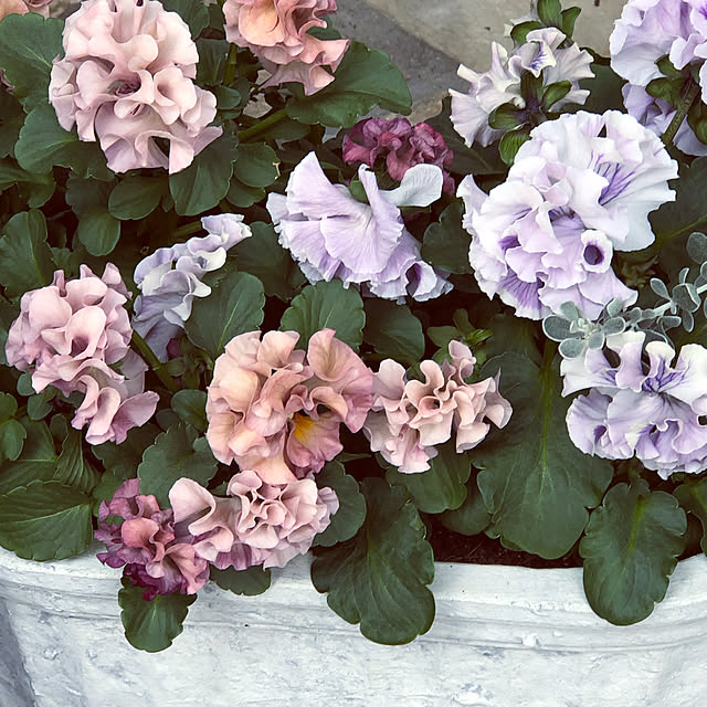Chigusaさんの実例写真