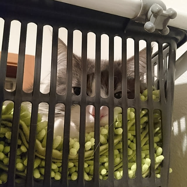 shinobuさんの実例写真
