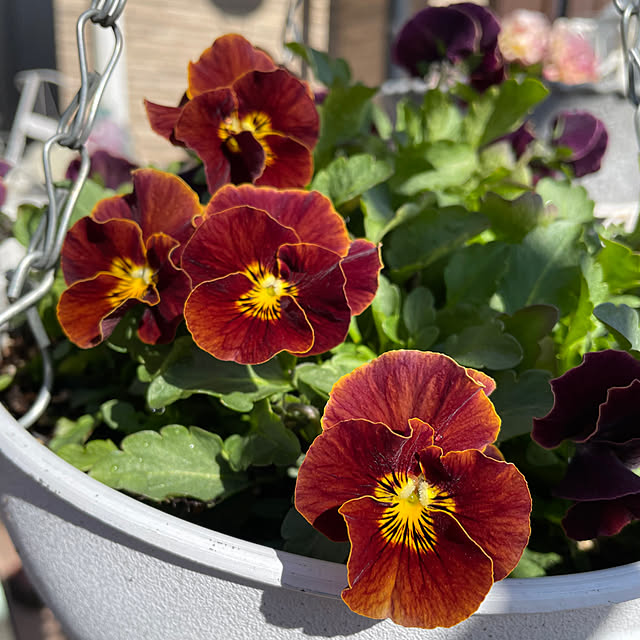 ronronさんの部屋