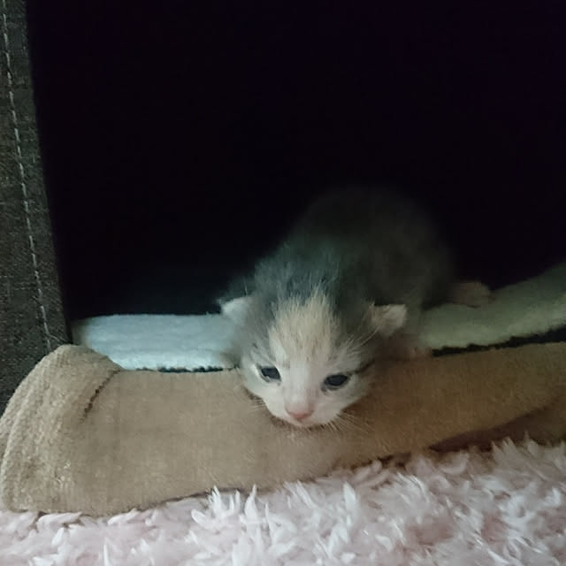 shinobuさんの実例写真