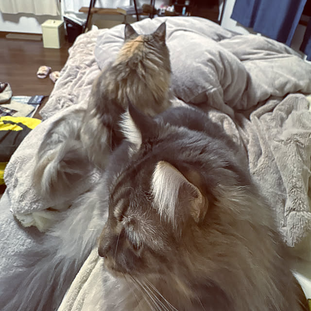 mayumiさんの部屋