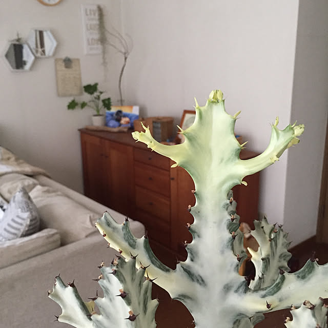 kaoru.m11さんの実例写真