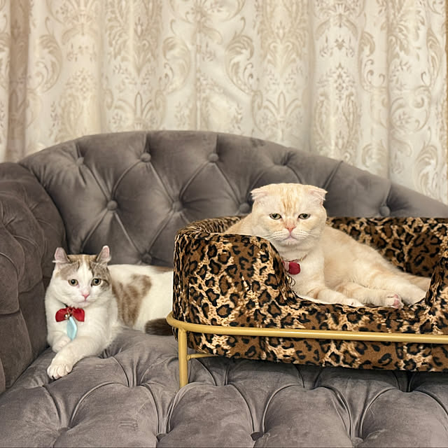 jucakikkaさんの実例写真