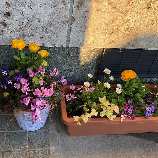 お花大好き♡/中古住宅/こどもと暮らす。/こどものいる暮らし/ラナンキュラス...などのインテリア実例 - 2022-01-27 16:19:27