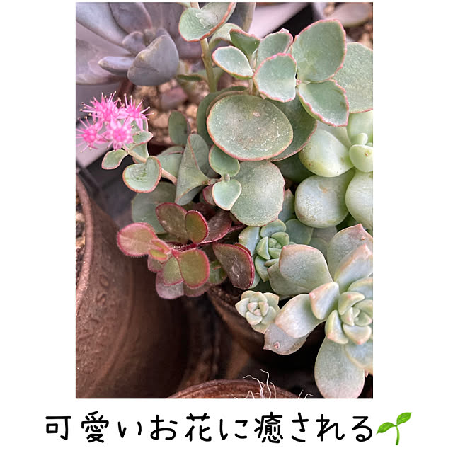 mkk8739hanasakuさんの実例写真