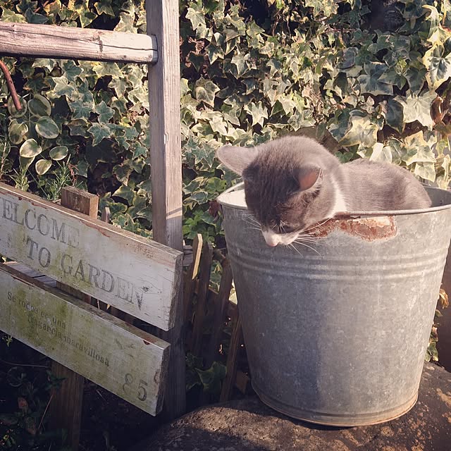 TOROさんの実例写真