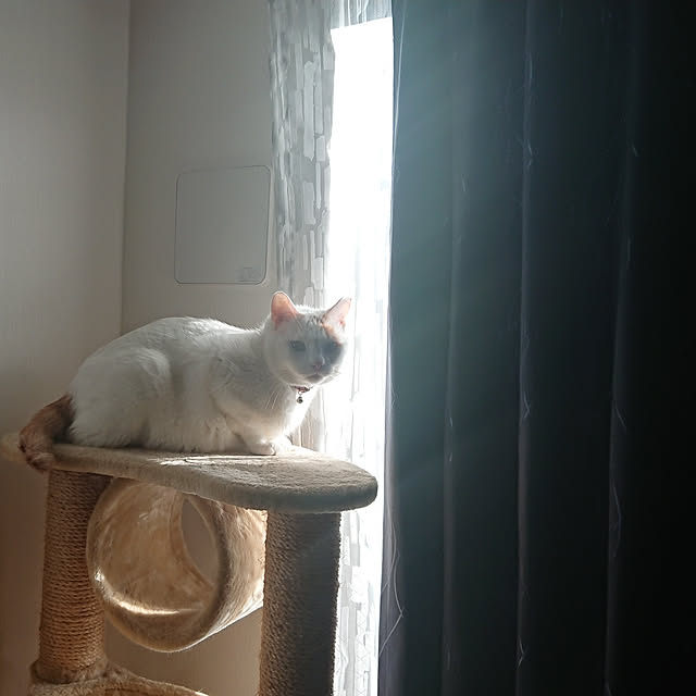 szkさんの実例写真