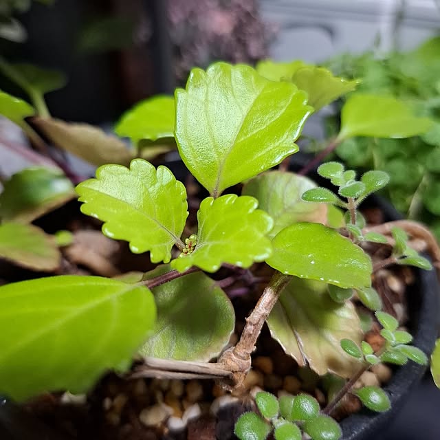 noaさんの部屋